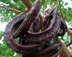Mesquite (Algarrobina) syrup